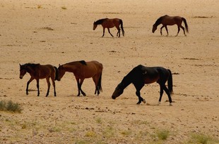 237 Namibia Okt 2006 .JPG